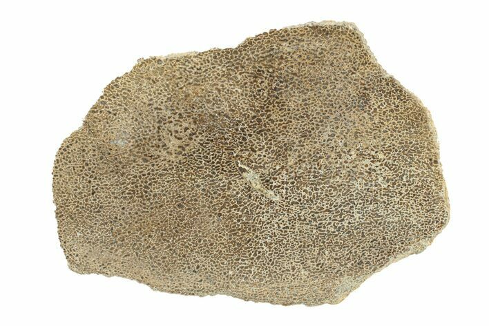 Polished Dinosaur Bone (Gembone) Section - Morocco #271399